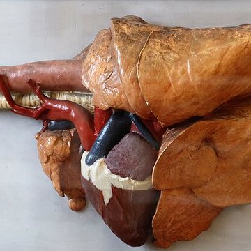 Musée Fragonard de lÉcole vétérinaire de Maisons-Alfort