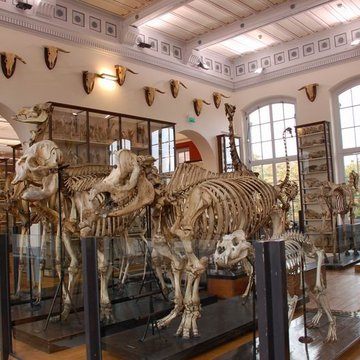 Musée Fragonard de lÉcole vétérinaire de Maisons-Alfort