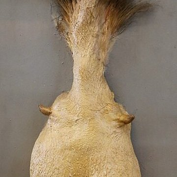 Musée Fragonard de lÉcole vétérinaire de Maisons-Alfort