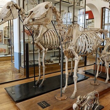 Musée Fragonard de lÉcole vétérinaire de Maisons-Alfort