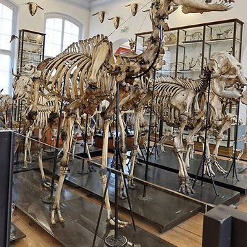 Musée Fragonard de lÉcole vétérinaire de Maisons-Alfort