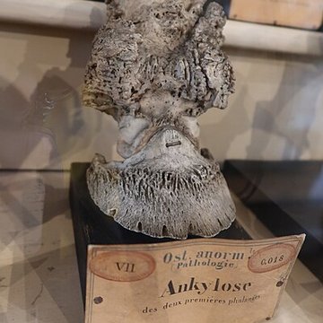 Musée Fragonard de lÉcole vétérinaire de Maisons-Alfort