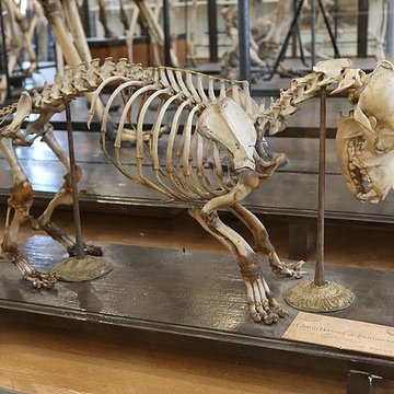 Musée Fragonard de lÉcole vétérinaire de Maisons-Alfort