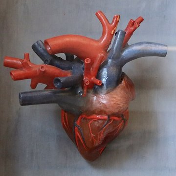 Musée Fragonard de lÉcole vétérinaire de Maisons-Alfort