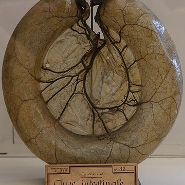 Musée Fragonard de lÉcole vétérinaire de Maisons-Alfort