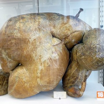 Musée Fragonard de lÉcole vétérinaire de Maisons-Alfort