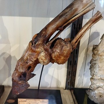 Musée Fragonard de lÉcole vétérinaire de Maisons-Alfort