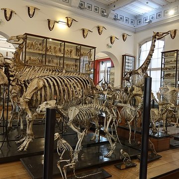 Musée Fragonard de lÉcole vétérinaire de Maisons-Alfort
