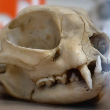 Musée Fragonard de lÉcole vétérinaire de Maisons-Alfort