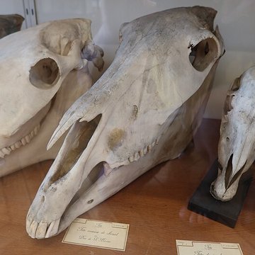 Musée Fragonard de lÉcole vétérinaire de Maisons-Alfort