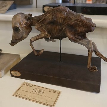 Musée Fragonard de lÉcole vétérinaire de Maisons-Alfort