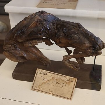 Musée Fragonard de lÉcole vétérinaire de Maisons-Alfort