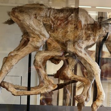 Musée Fragonard de lÉcole vétérinaire de Maisons-Alfort