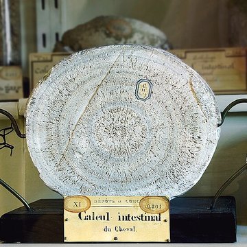 Musée Fragonard de lÉcole vétérinaire de Maisons-Alfort