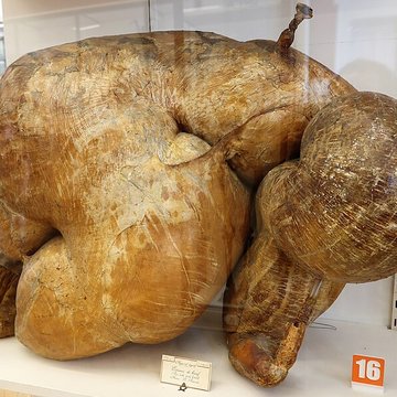 Musée Fragonard de lÉcole vétérinaire de Maisons-Alfort