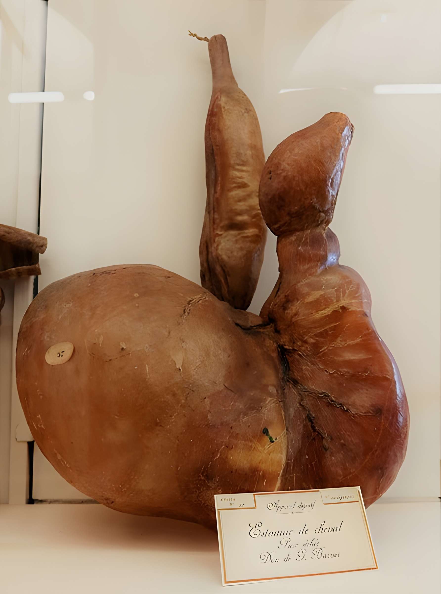 Musée Fragonard de l'École vétérinaire de Maisons-Alfort