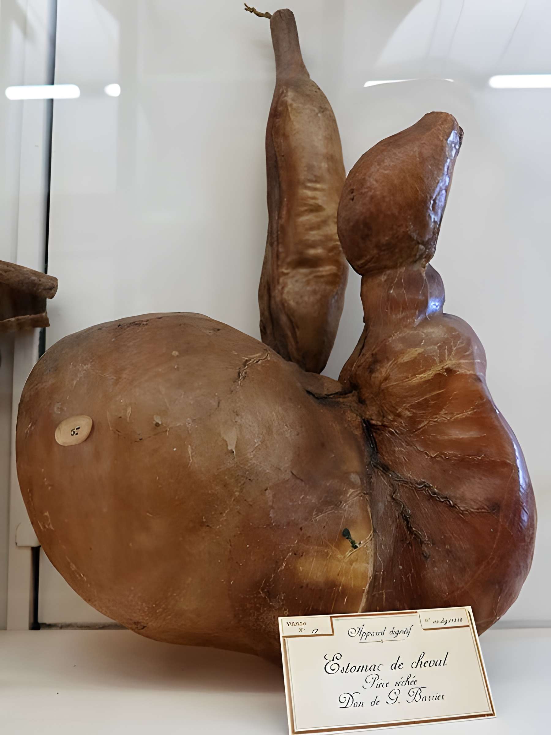 Musée Fragonard de l'École vétérinaire de Maisons-Alfort