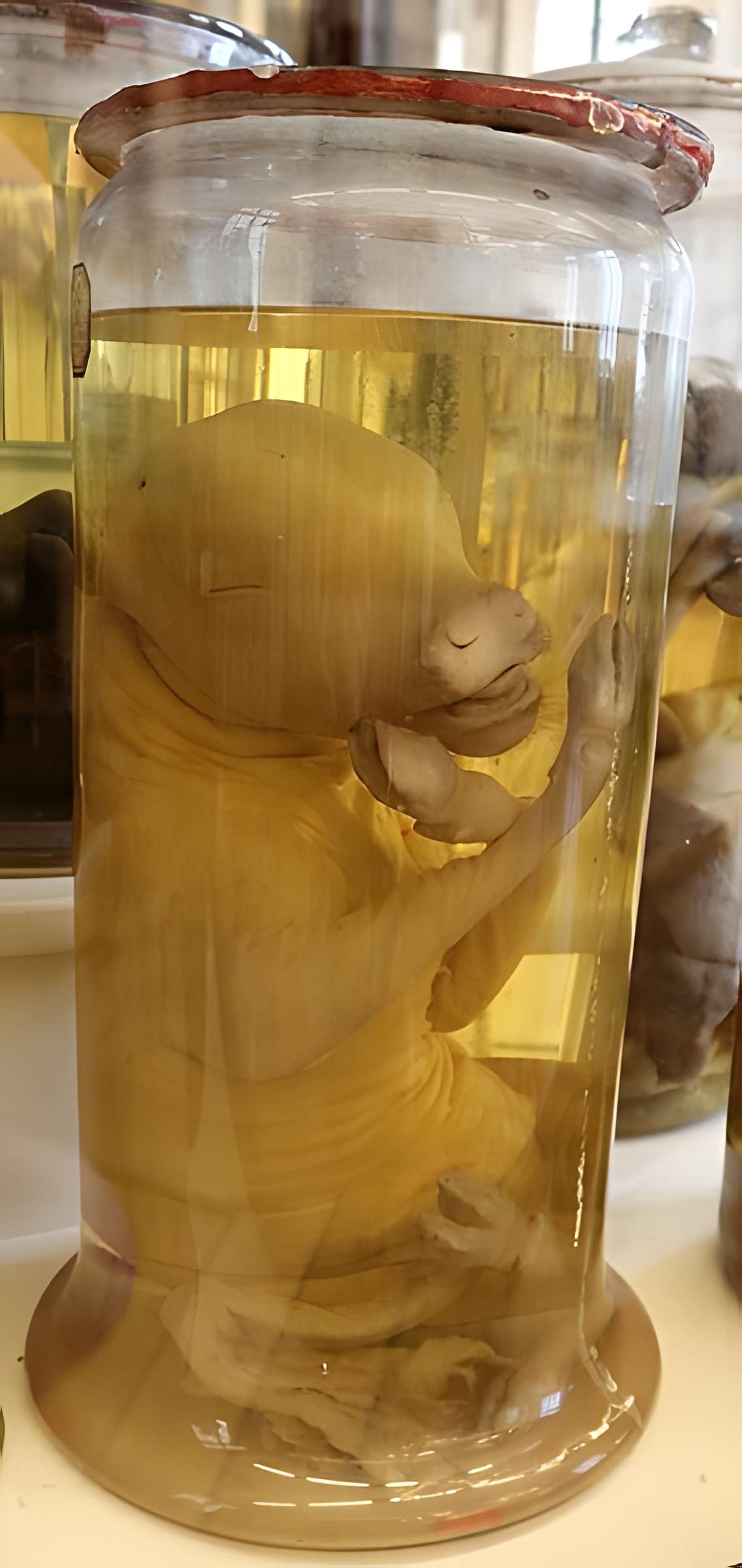 Musée Fragonard de l'École vétérinaire de Maisons-Alfort