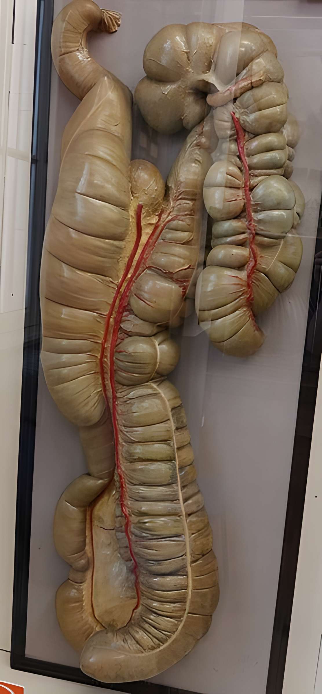 Musée Fragonard de l'École vétérinaire de Maisons-Alfort