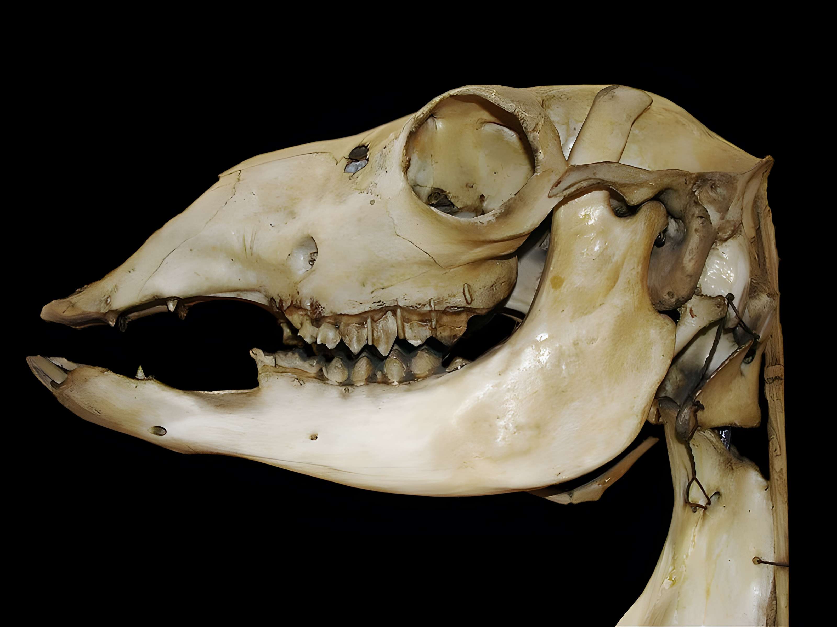 Musée Fragonard de l'École vétérinaire de Maisons-Alfort