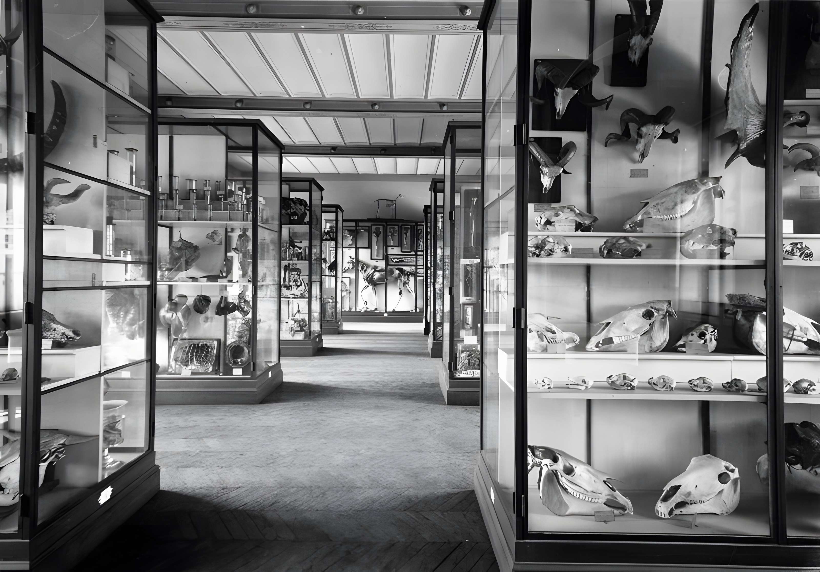 Musée Fragonard de l'École vétérinaire de Maisons-Alfort