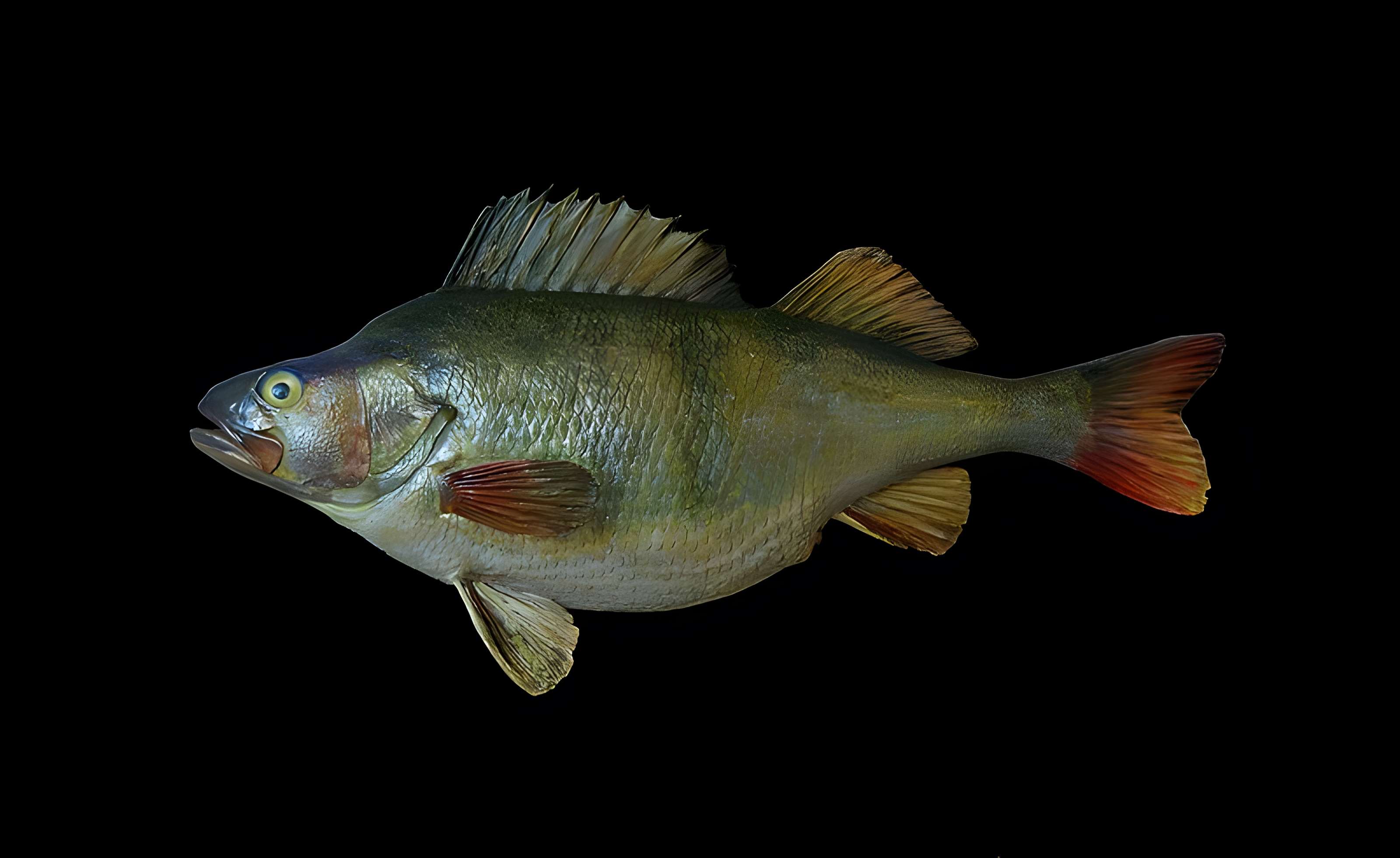 Musée Fragonard de l'École vétérinaire de Maisons-Alfort