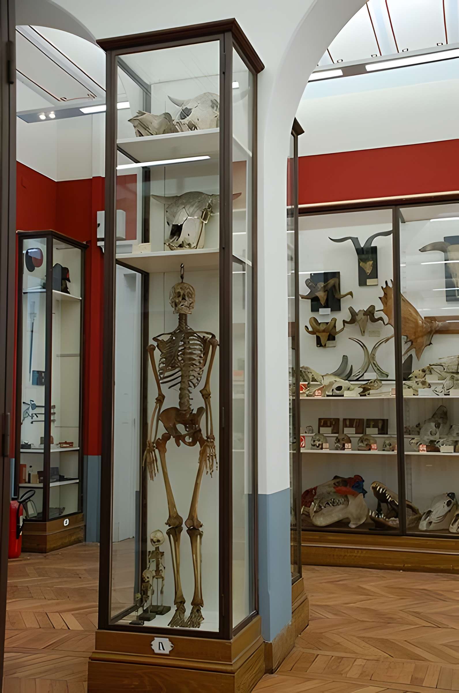 Musée Fragonard de l'École vétérinaire de Maisons-Alfort