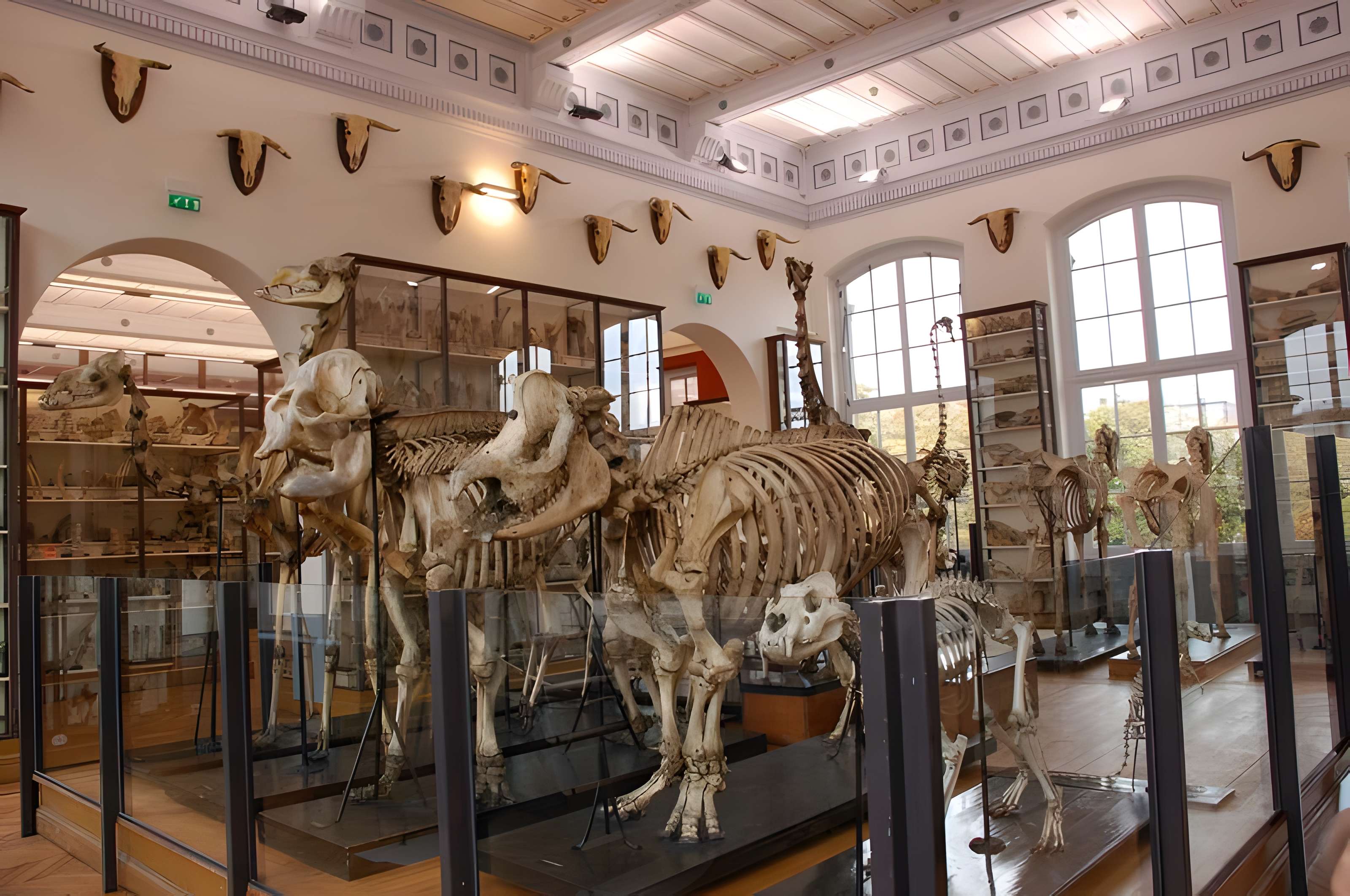 Musée Fragonard de l'École vétérinaire de Maisons-Alfort