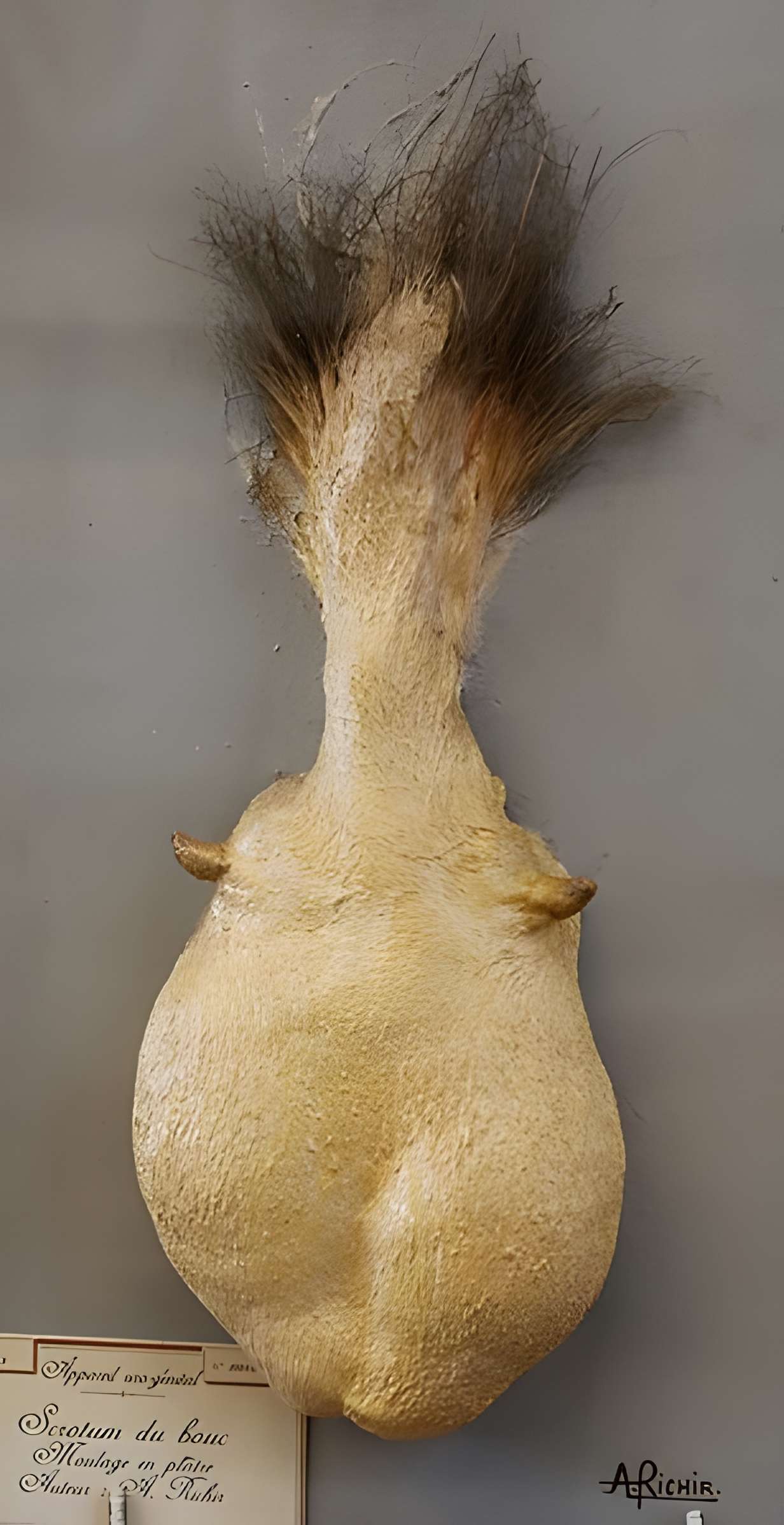 Musée Fragonard de l'École vétérinaire de Maisons-Alfort