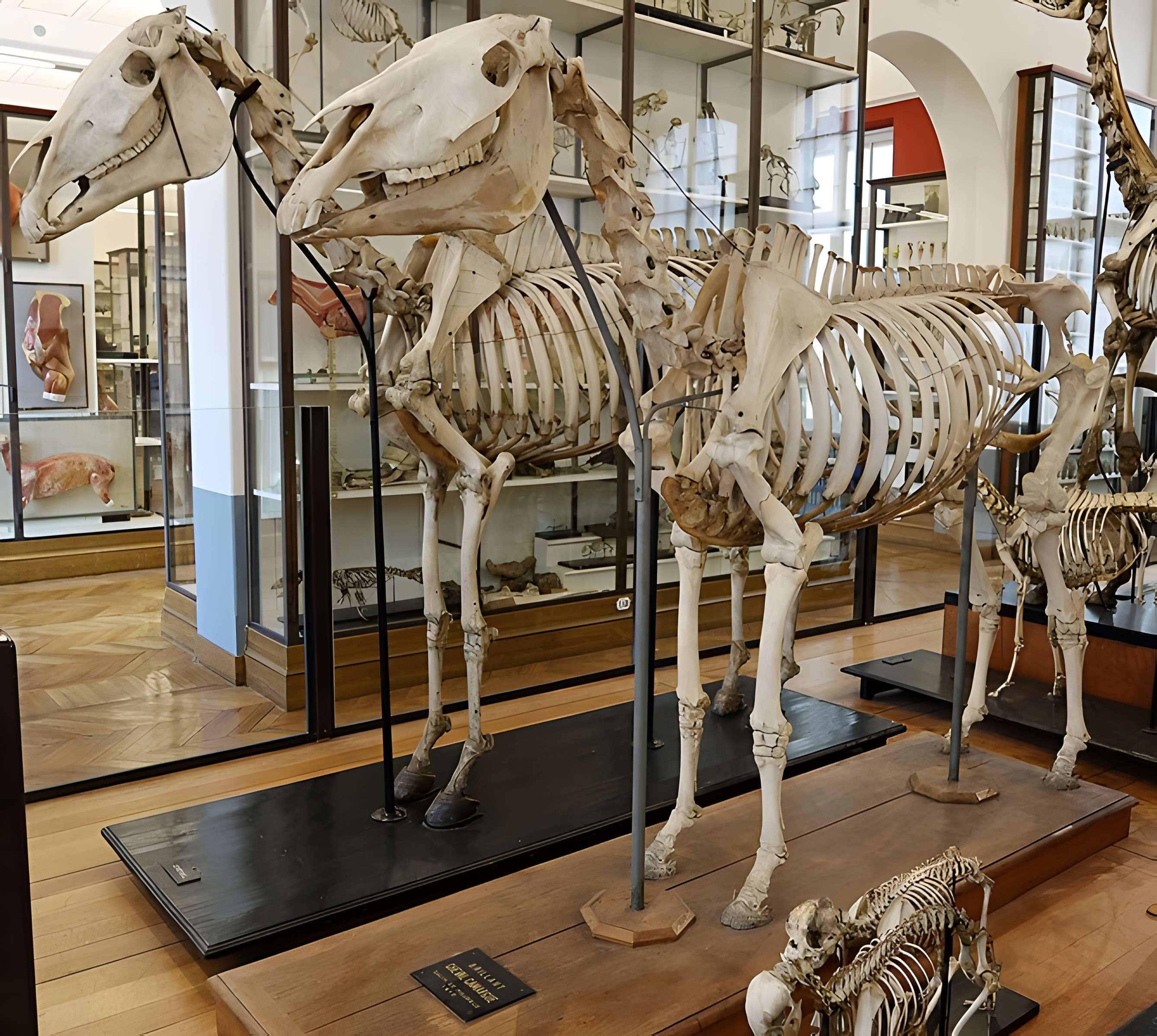 Musée Fragonard de l'École vétérinaire de Maisons-Alfort