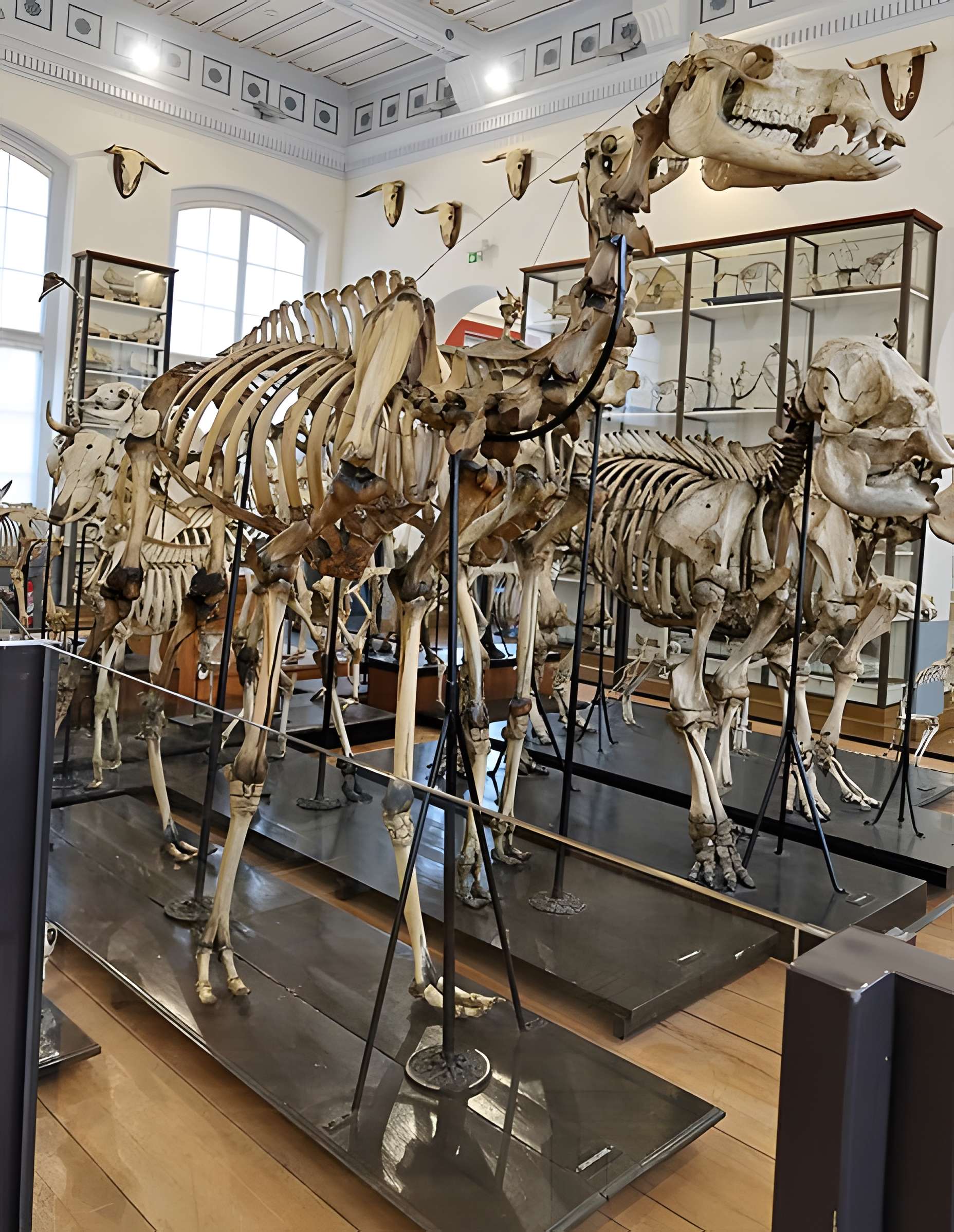 Musée Fragonard de l'École vétérinaire de Maisons-Alfort