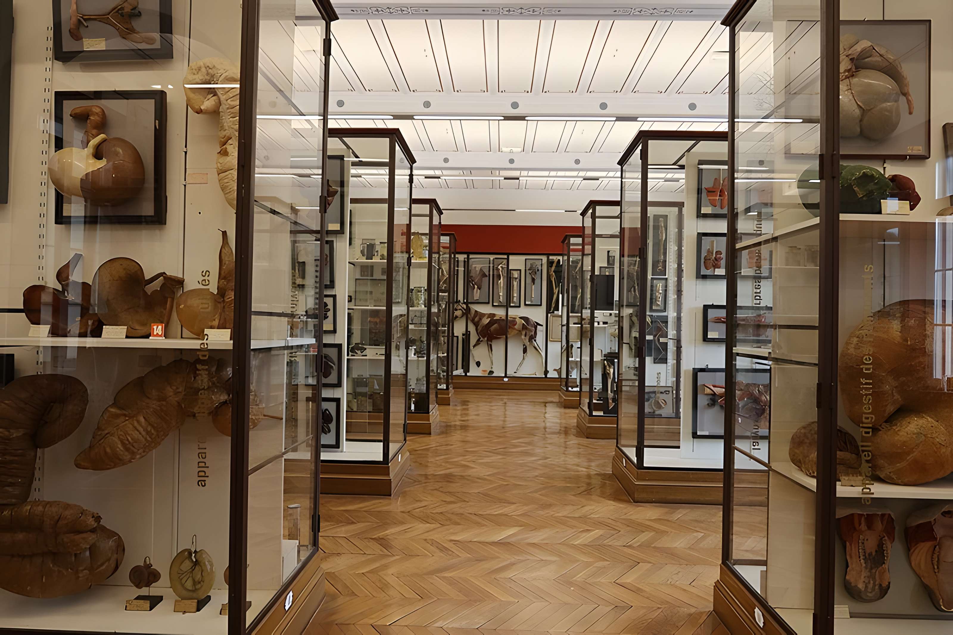 Musée Fragonard de l'École vétérinaire de Maisons-Alfort