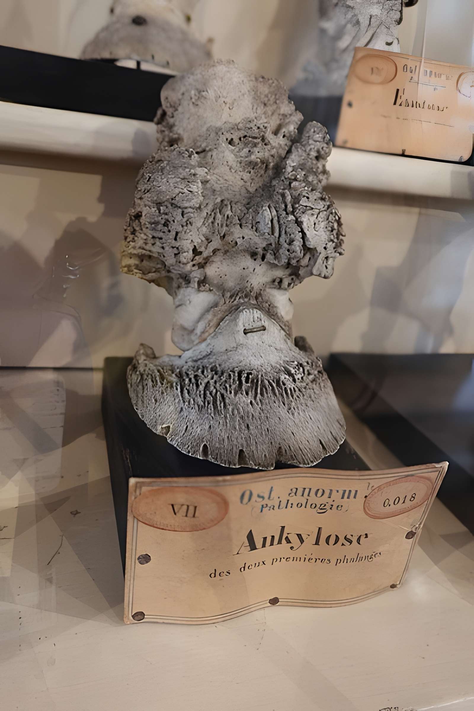 Musée Fragonard de l'École vétérinaire de Maisons-Alfort