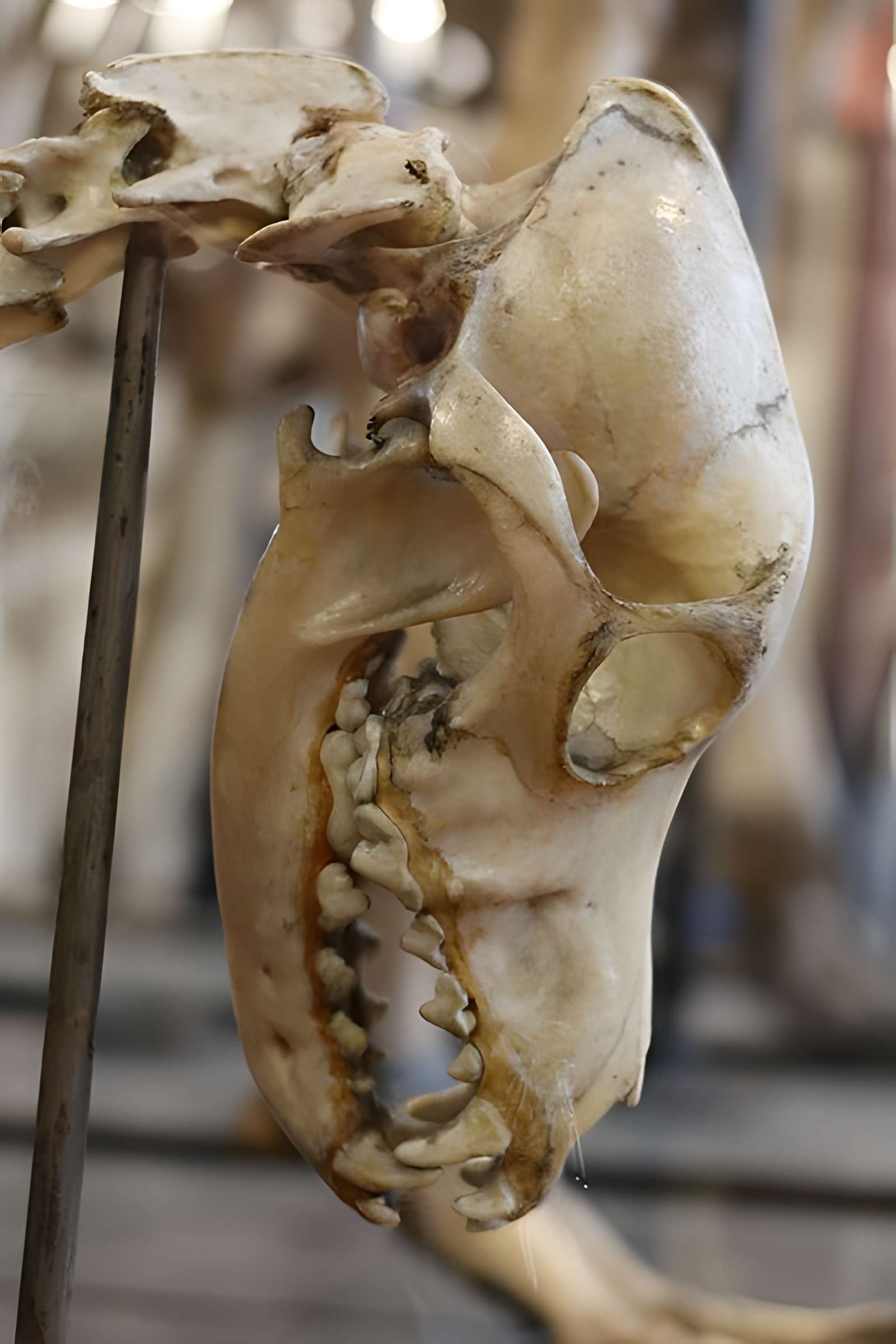 Musée Fragonard de l'École vétérinaire de Maisons-Alfort