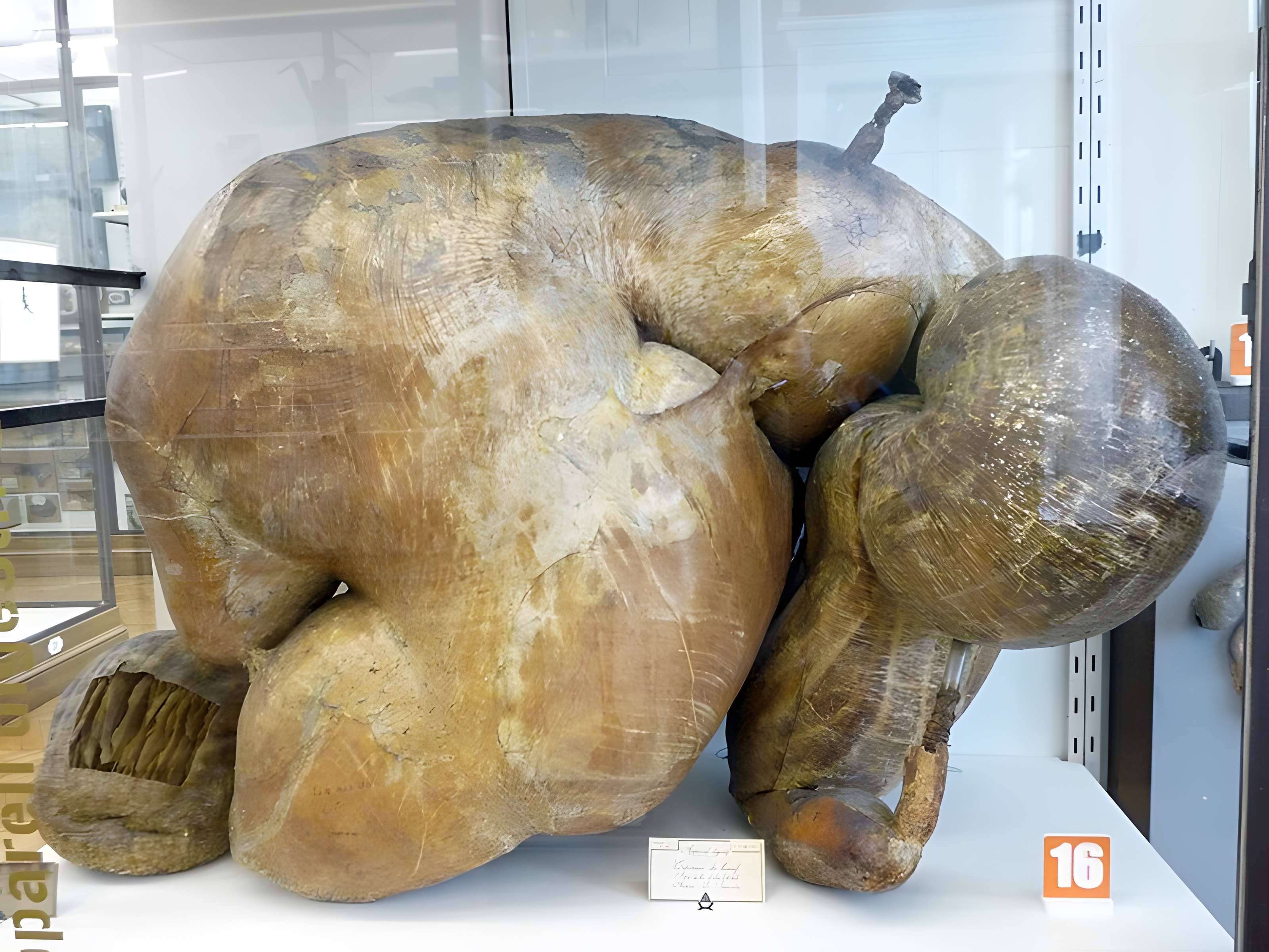 Musée Fragonard de l'École vétérinaire de Maisons-Alfort