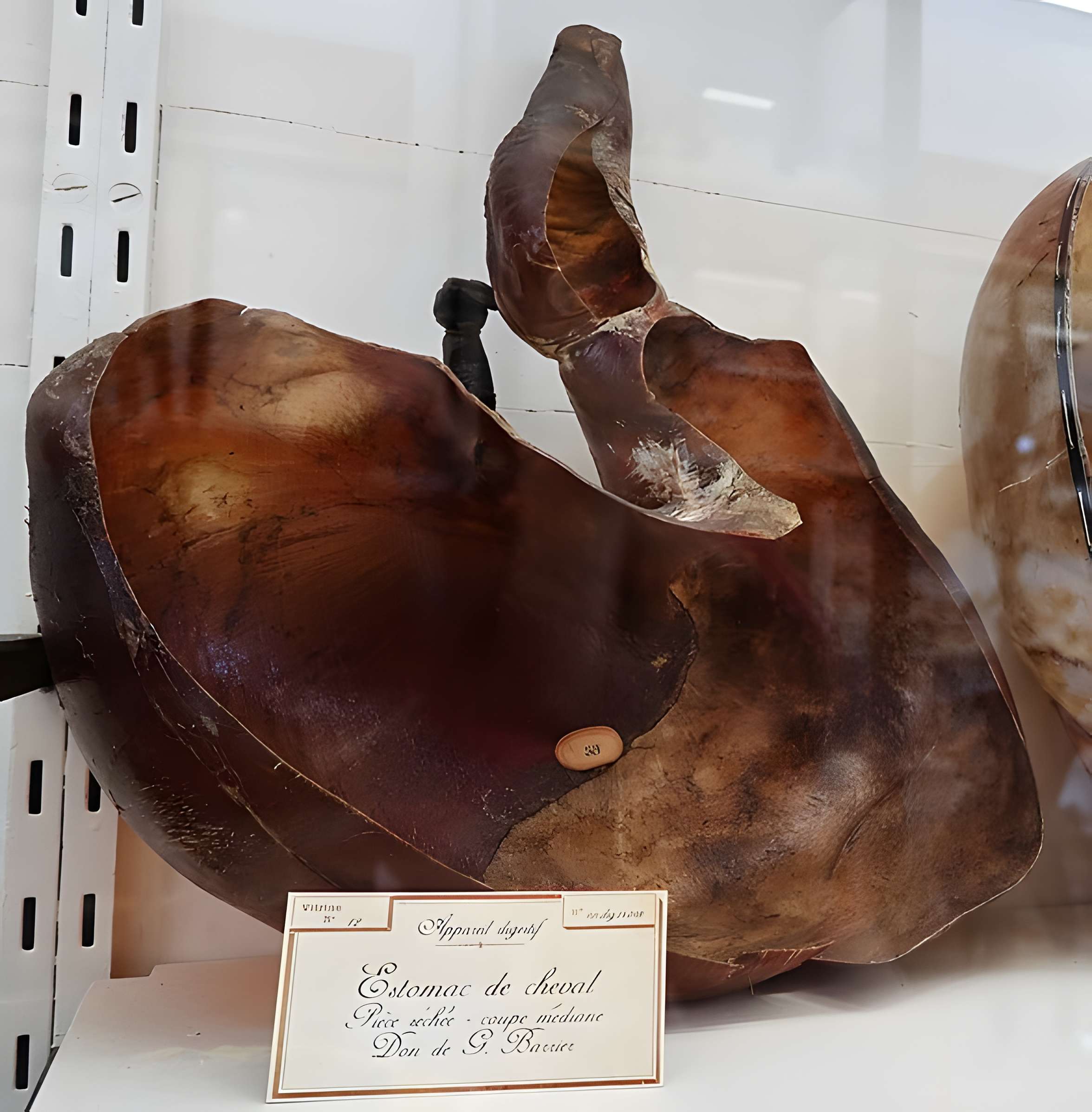 Musée Fragonard de l'École vétérinaire de Maisons-Alfort