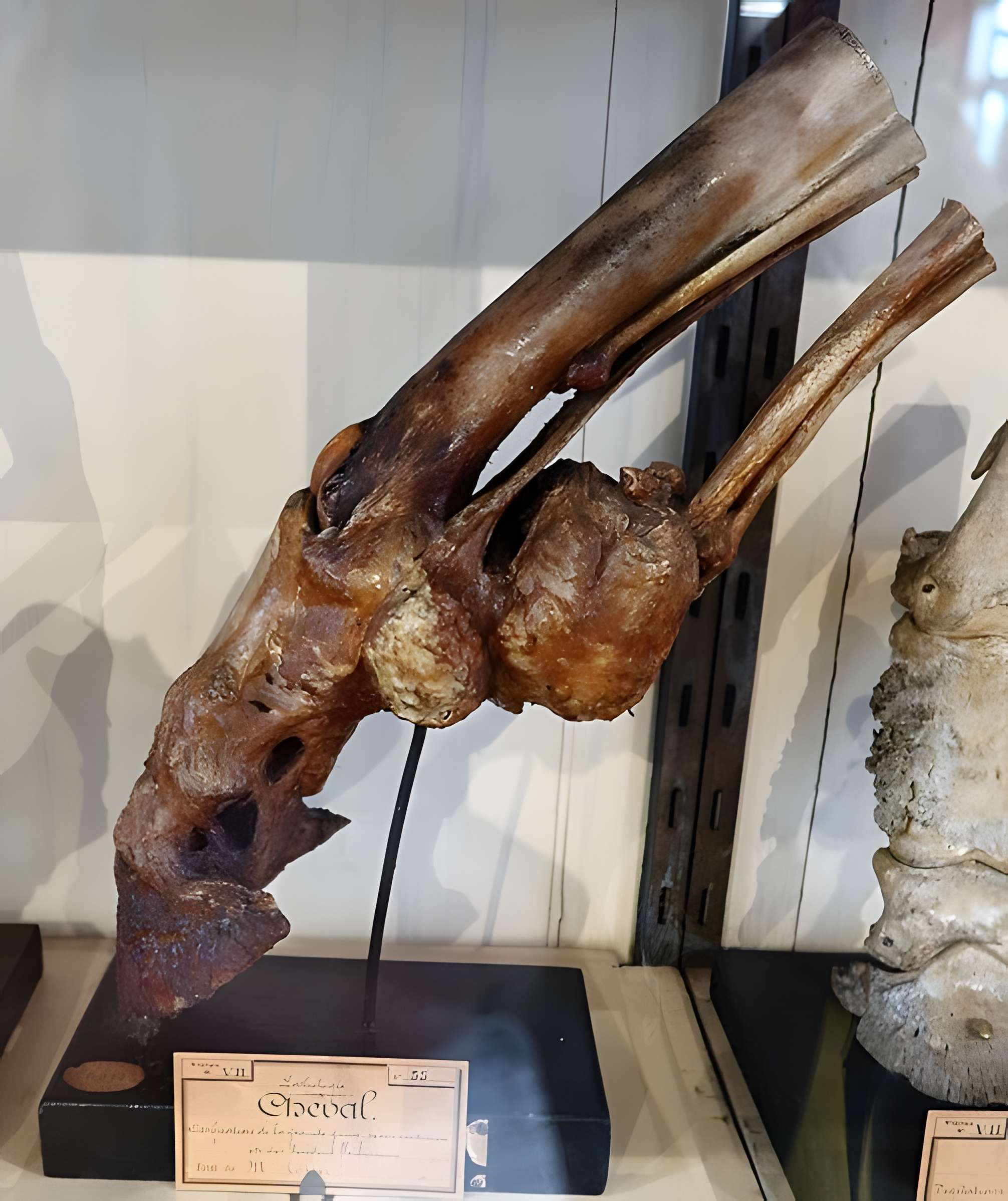 Musée Fragonard de l'École vétérinaire de Maisons-Alfort