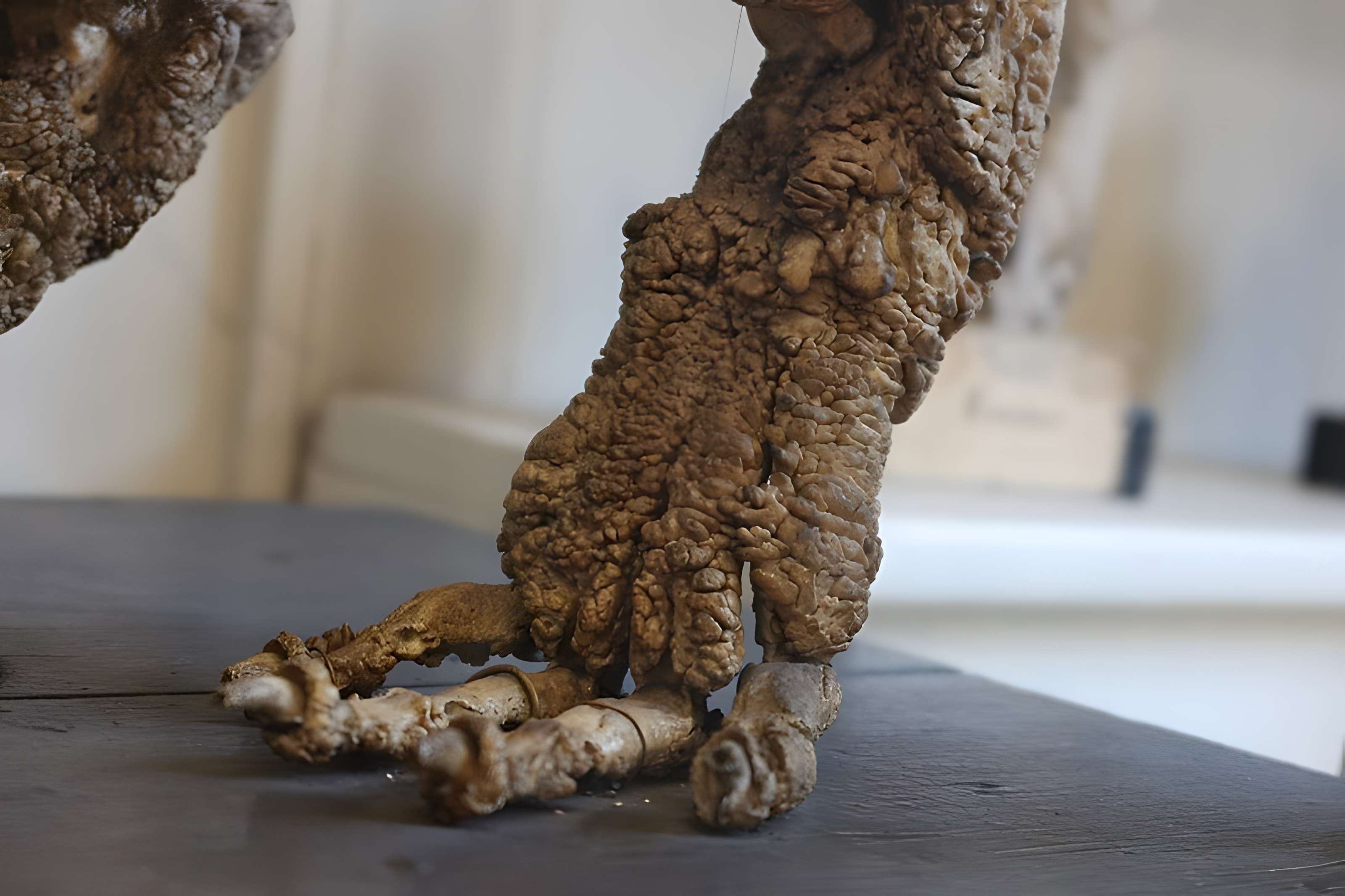 Musée Fragonard de l'École vétérinaire de Maisons-Alfort