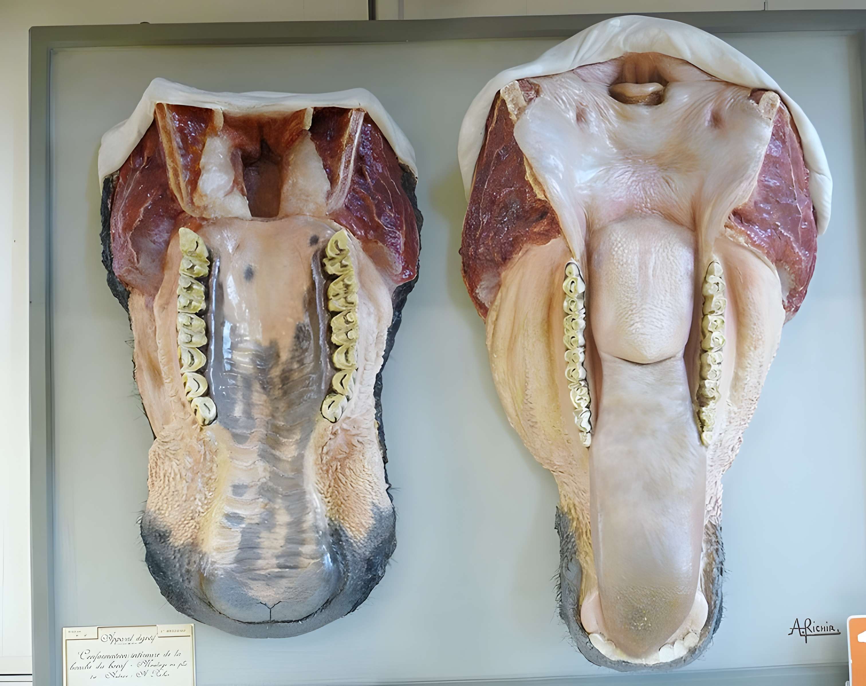 Musée Fragonard de l'École vétérinaire de Maisons-Alfort