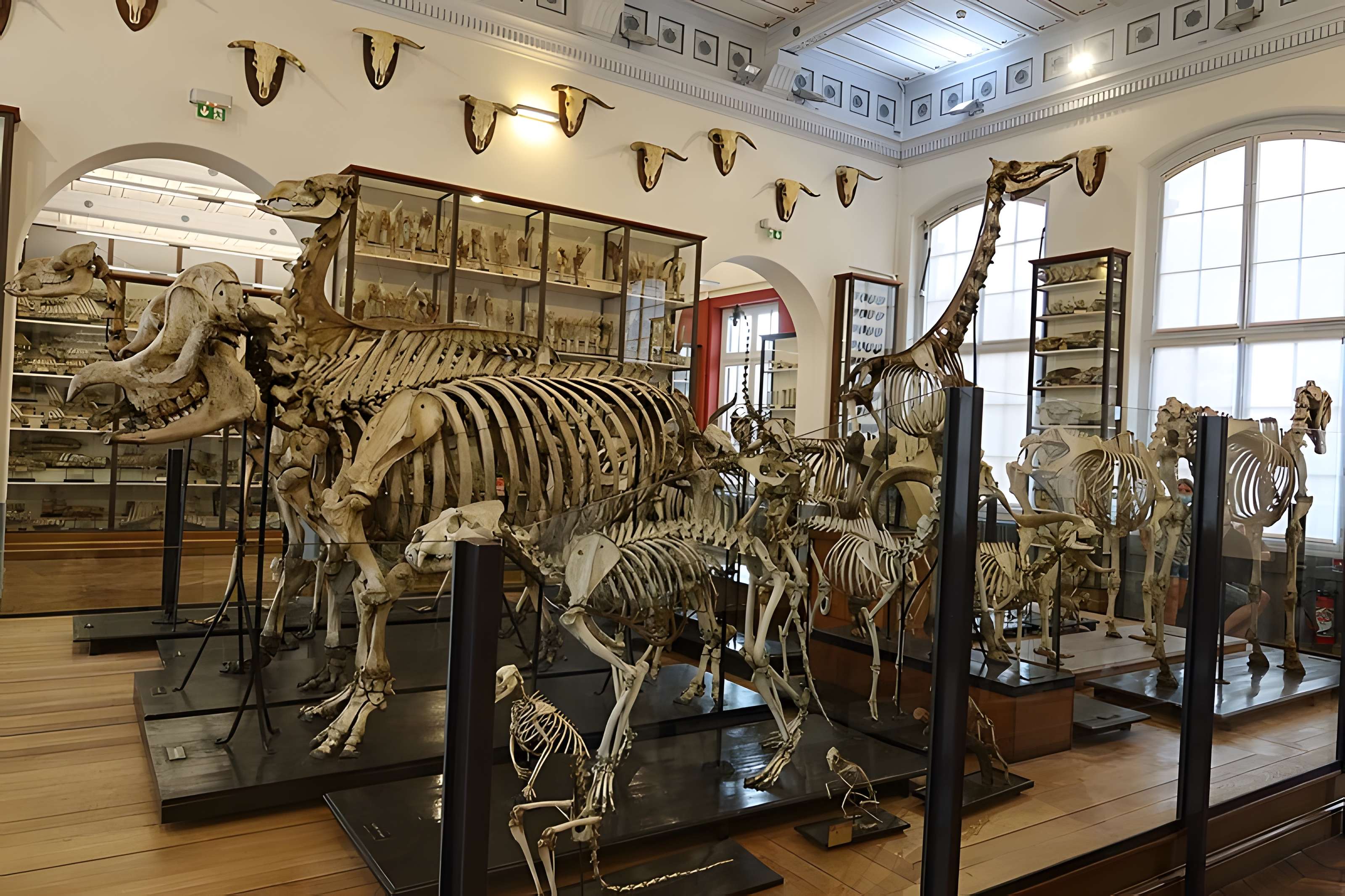 Musée Fragonard de l'École vétérinaire de Maisons-Alfort