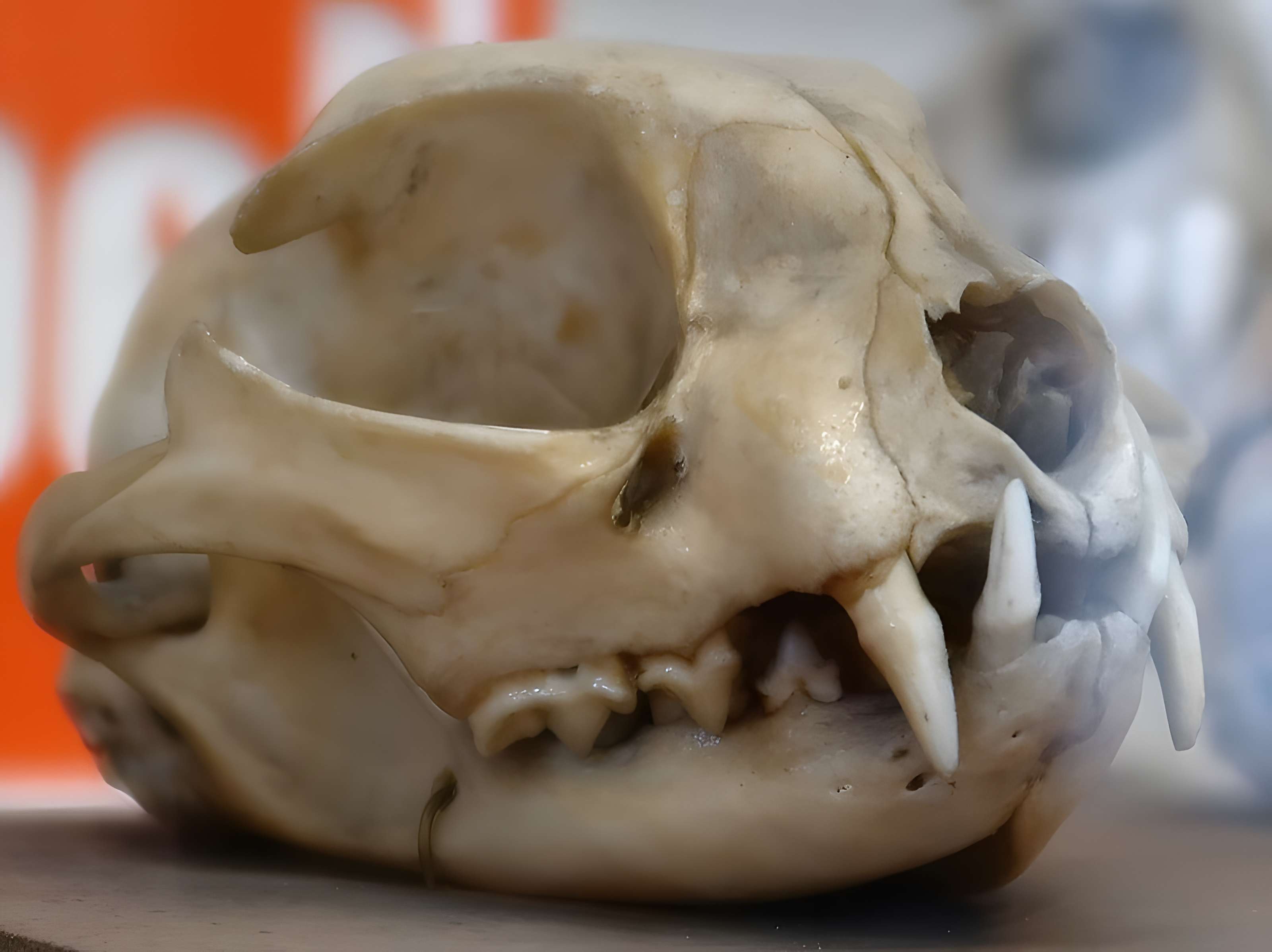 Musée Fragonard de l'École vétérinaire de Maisons-Alfort