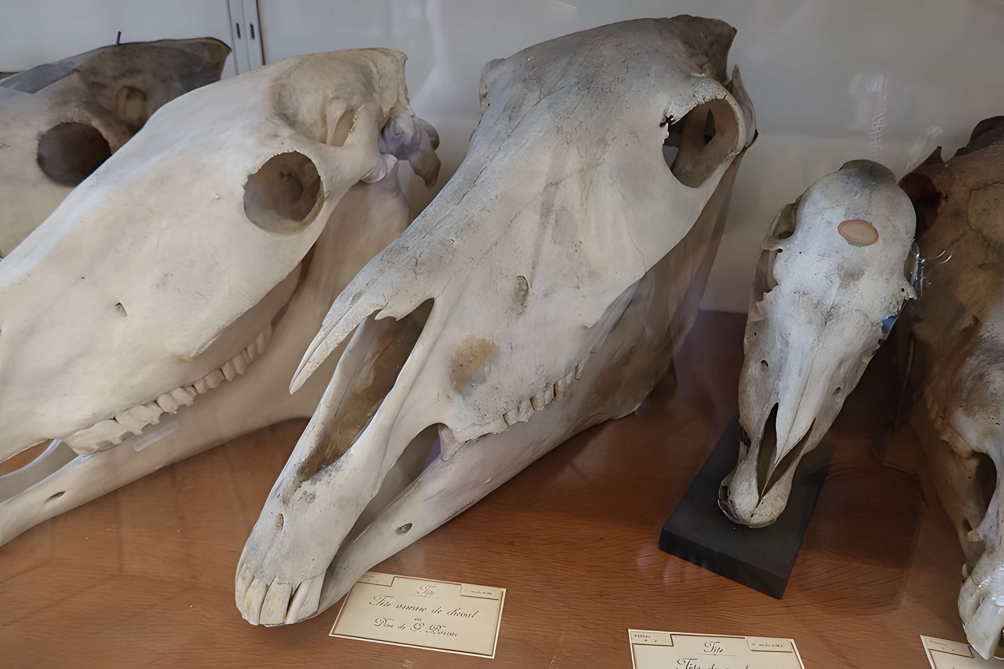 Musée Fragonard de l'École vétérinaire de Maisons-Alfort