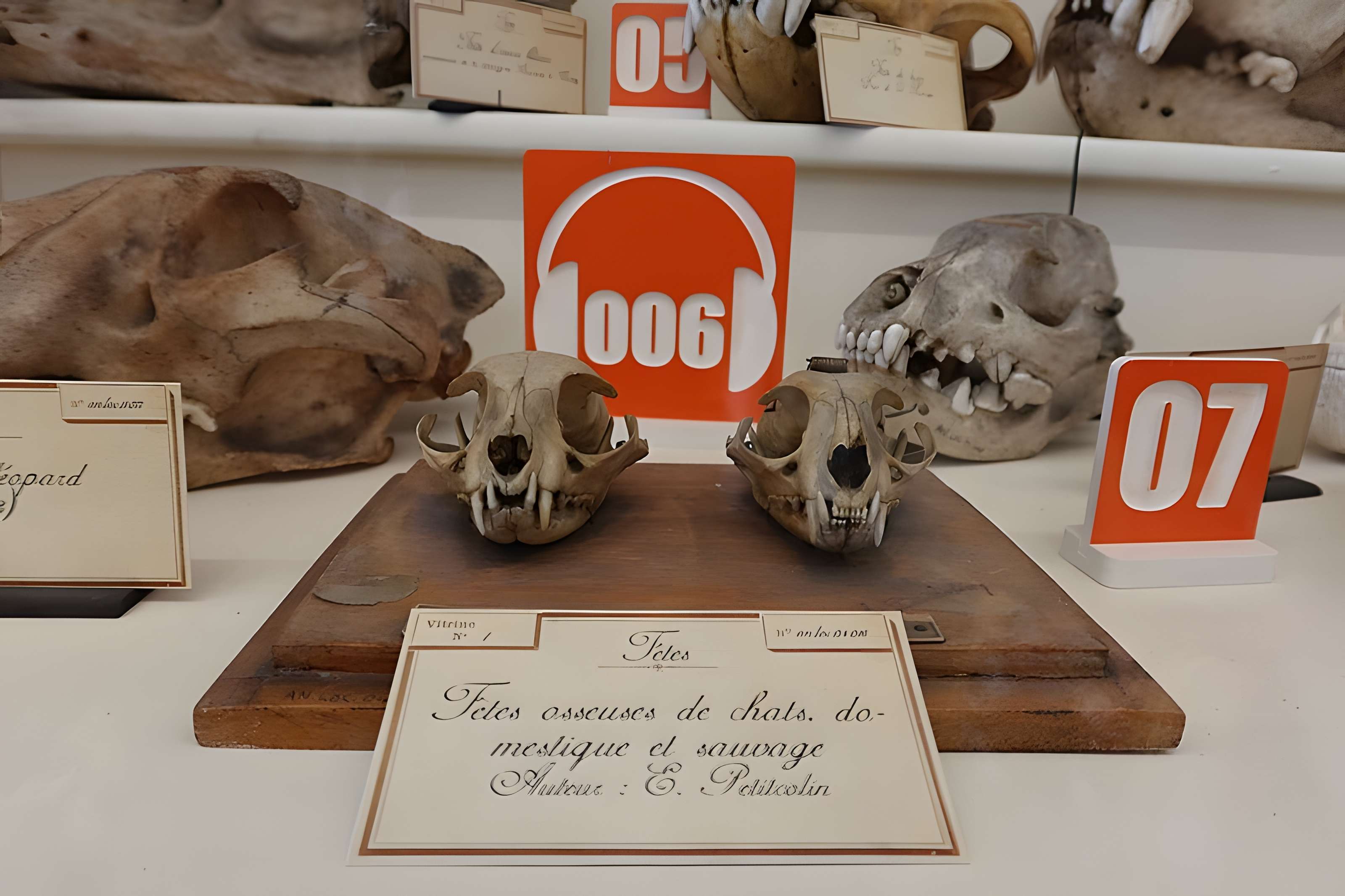 Musée Fragonard de l'École vétérinaire de Maisons-Alfort