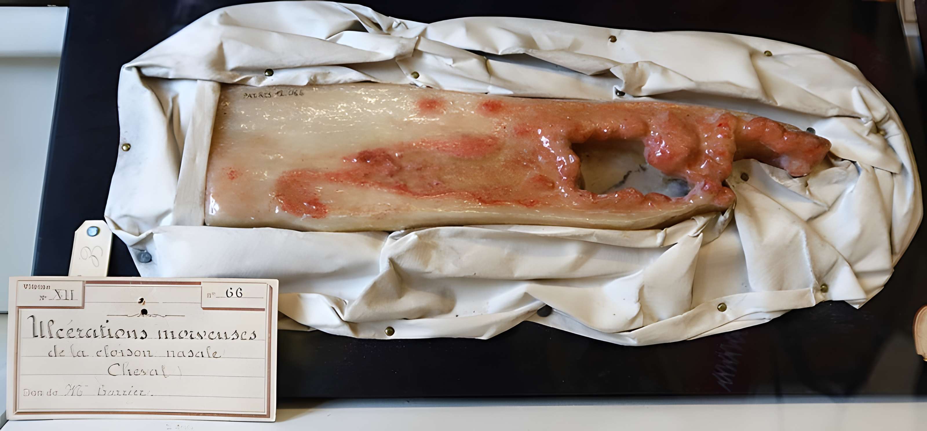 Musée Fragonard de l'École vétérinaire de Maisons-Alfort