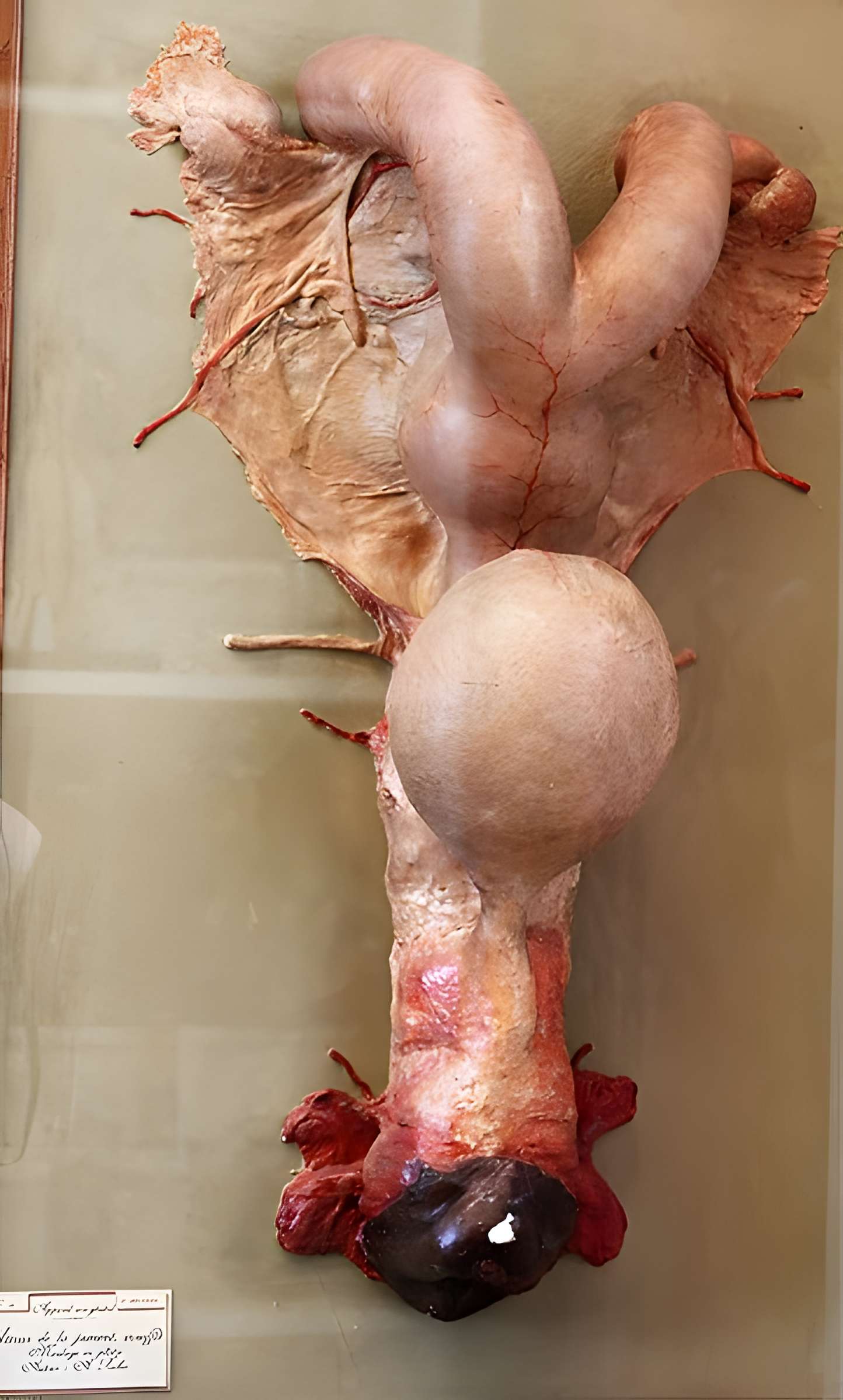 Musée Fragonard de l'École vétérinaire de Maisons-Alfort