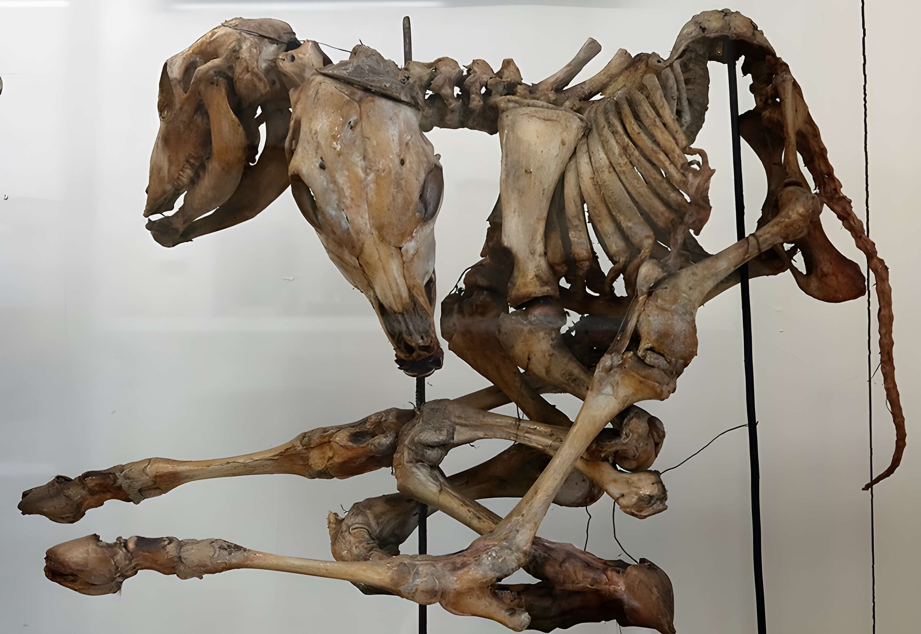 Musée Fragonard de l'École vétérinaire de Maisons-Alfort