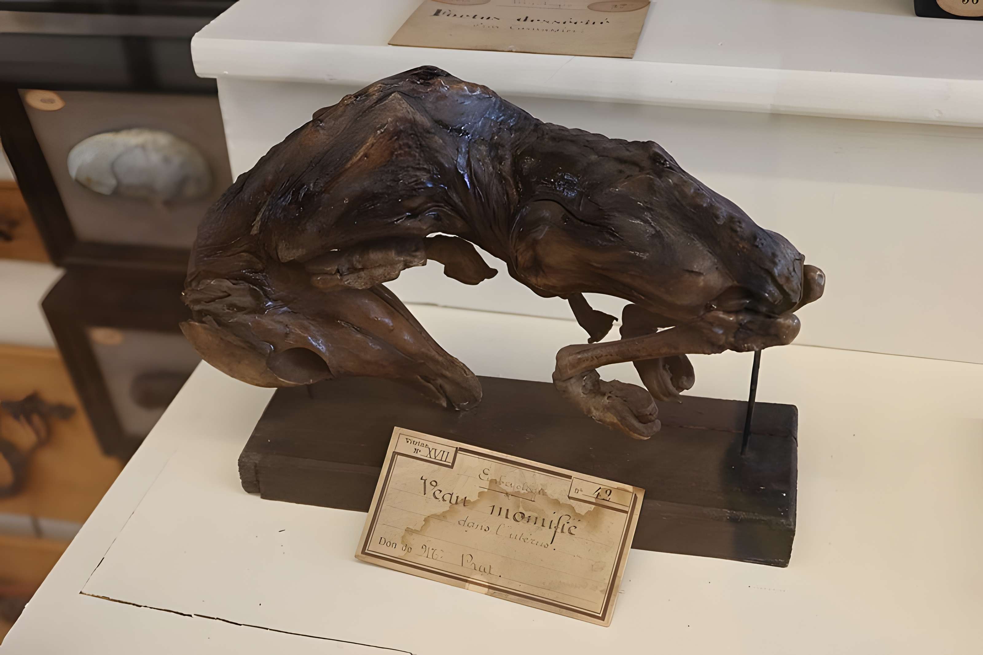 Musée Fragonard de l'École vétérinaire de Maisons-Alfort