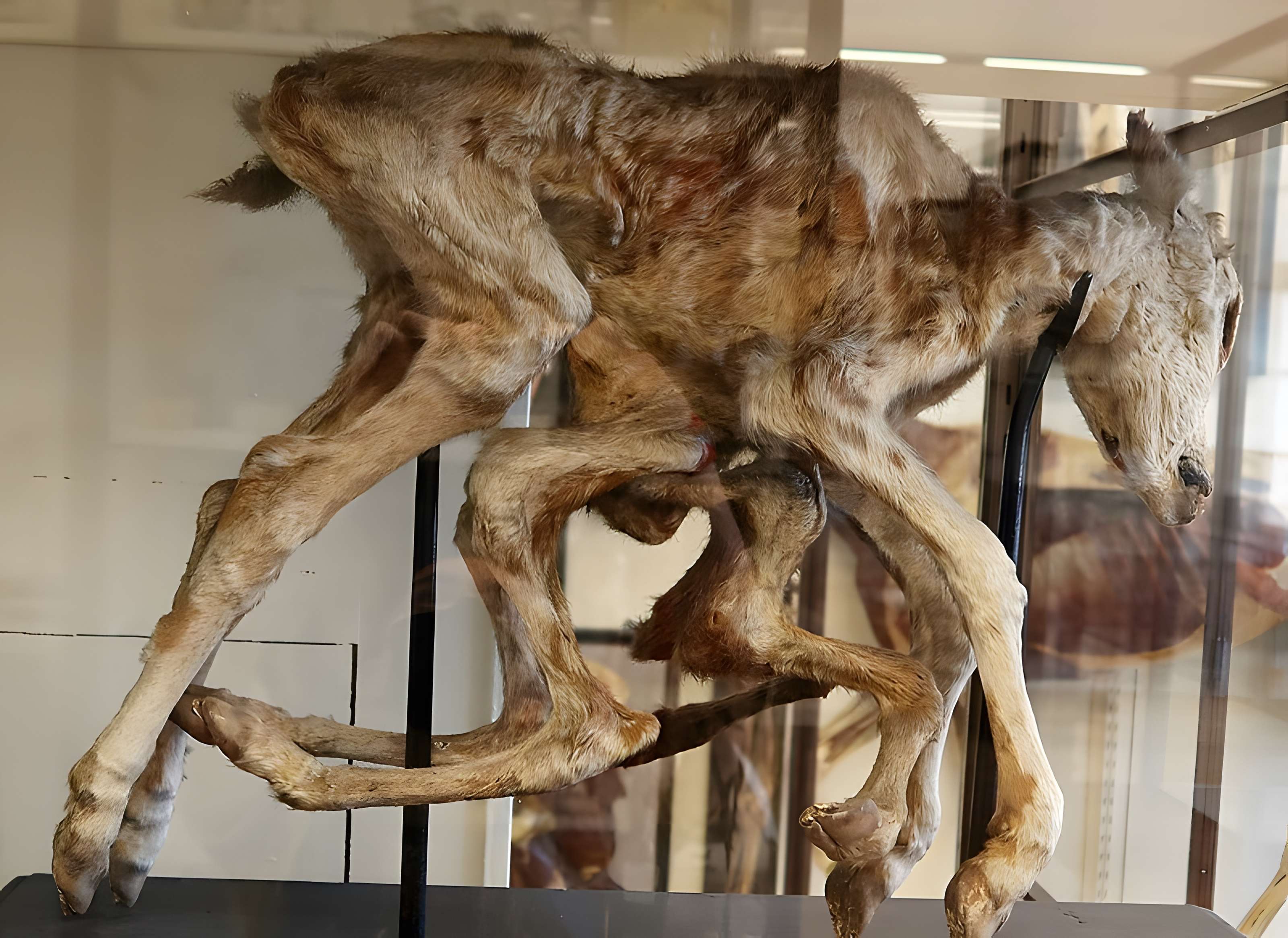 Musée Fragonard de l'École vétérinaire de Maisons-Alfort