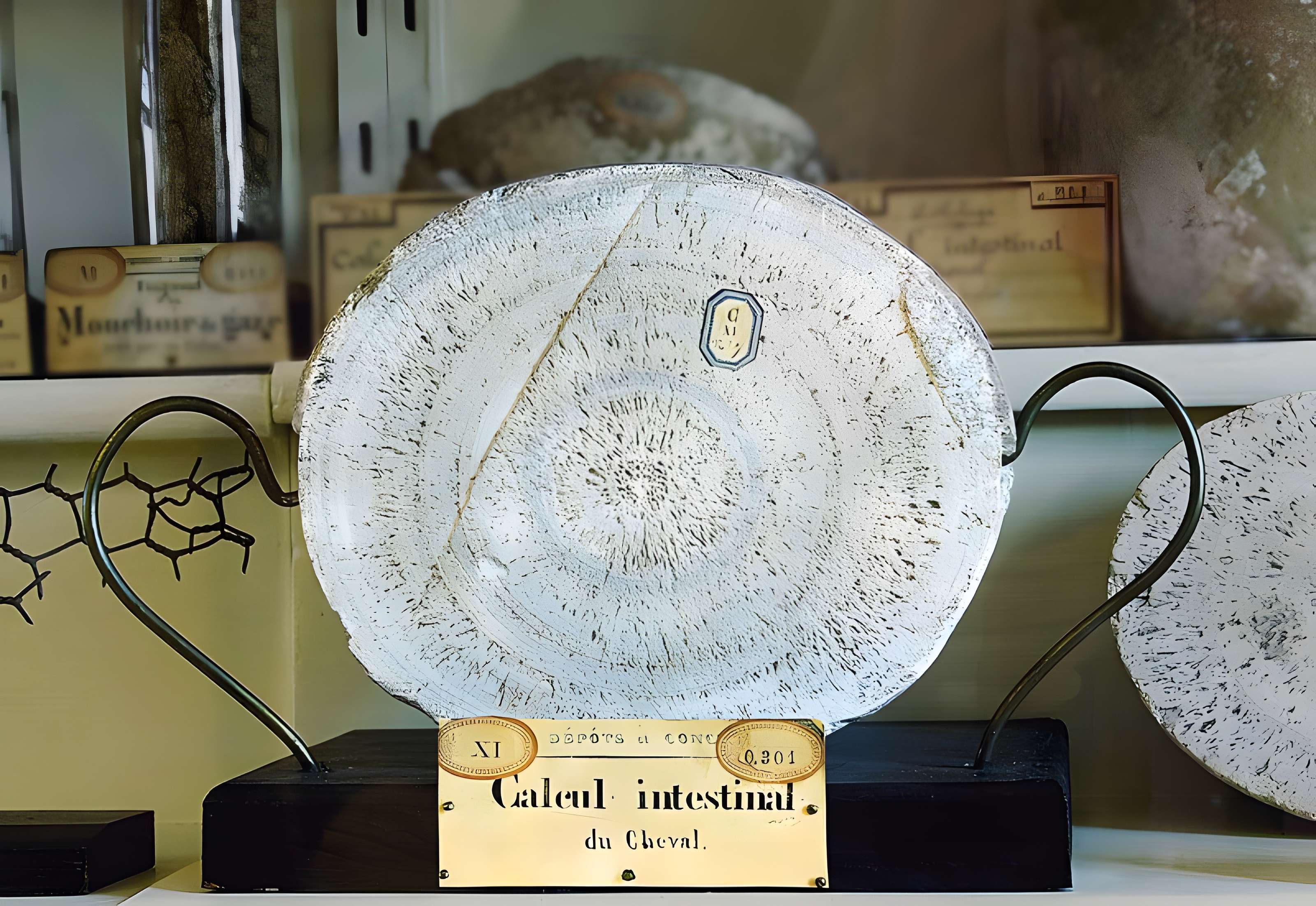 Musée Fragonard de l'École vétérinaire de Maisons-Alfort