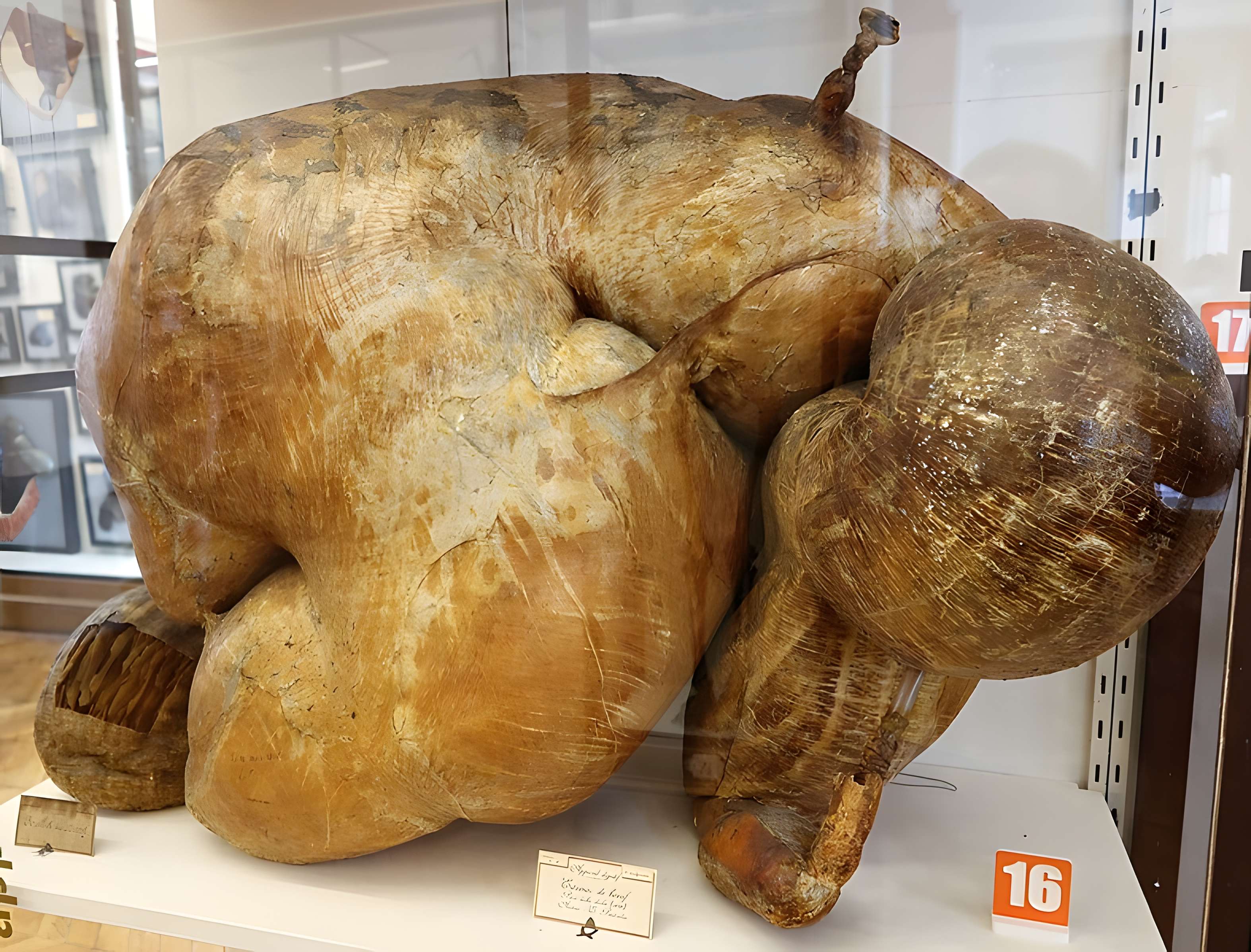 Musée Fragonard de l'École vétérinaire de Maisons-Alfort